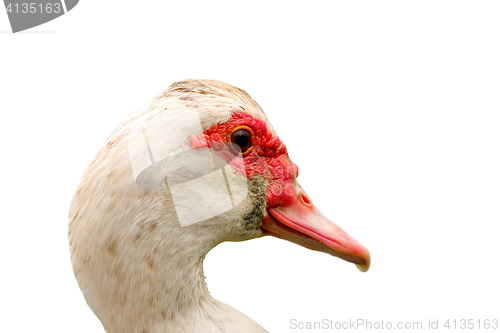 Image of portrait of muskovy duck over white