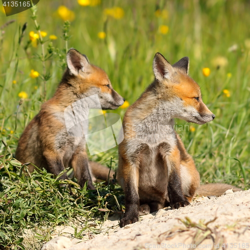 Image of red fox brothers