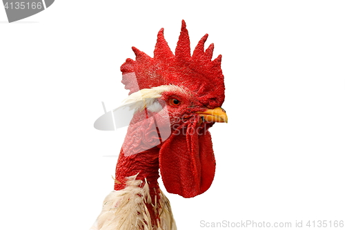 Image of shaggy rooster portrait over white