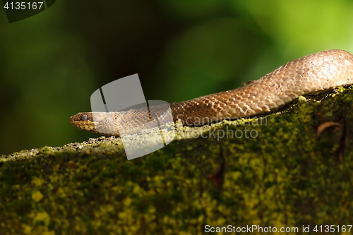 Image of smooth snake on branch