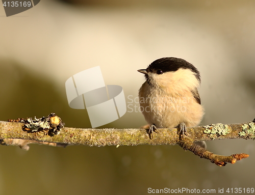 Image of tiny coal tit on branch