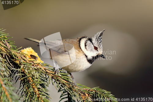 Image of tiny european crested tit