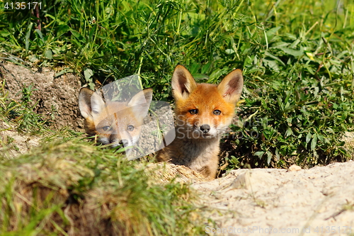 Image of two cute foxes