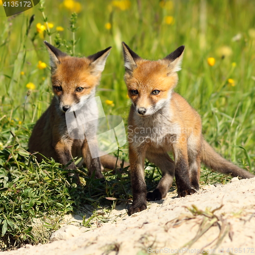 Image of two red fox brothers near the burrow