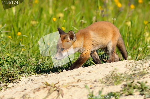 Image of young fox near the den