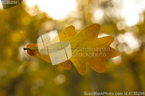 Image of Oak leaf
