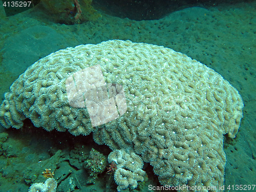 Image of Thriving  coral reef alive with marine life and shoals of fish, 