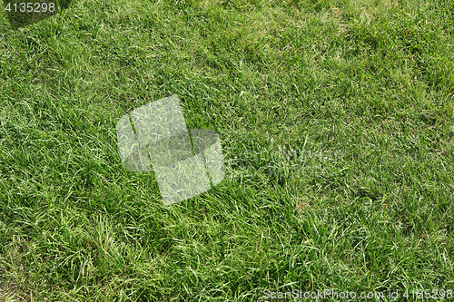 Image of Green grass texture for background