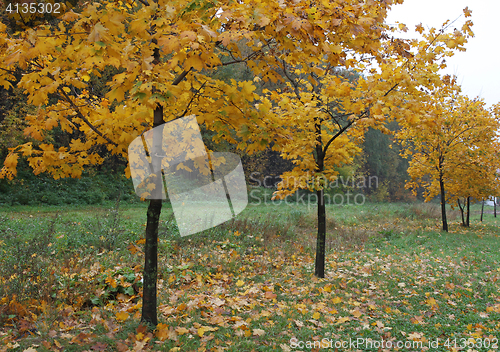 Image of Young maple trees standing in the alley, autumn landscape