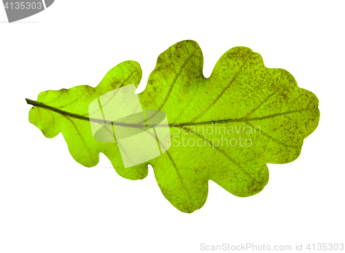 Image of Oak leaf isolated on white background