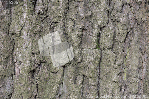 Image of The bark of pine tree, background.
