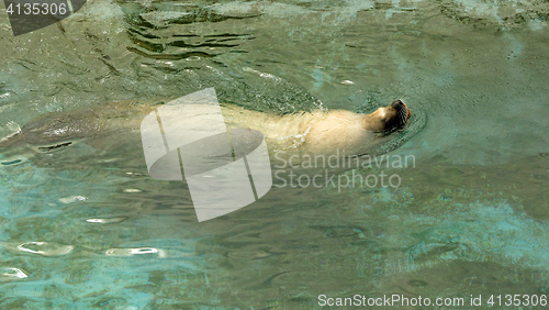 Image of Large sea lion swimming in the sea