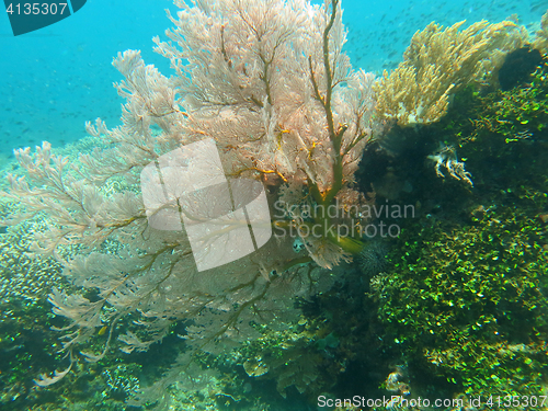 Image of Thriving  coral reef alive with marine life and shoals of fish, 