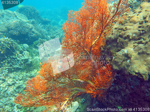 Image of Thriving  coral reef alive with marine life and shoals of fish, 