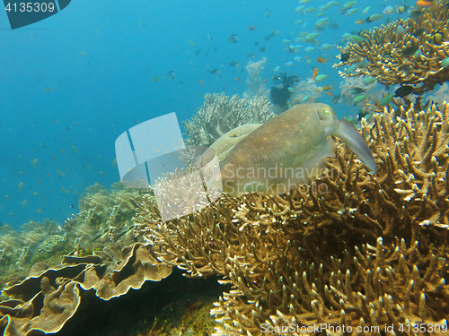 Image of Thriving  coral reef alive with marine life and shoals of fish, 