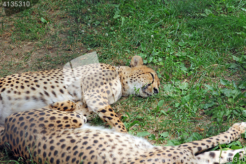 Image of Two Amur leopard sleeping on the green grass