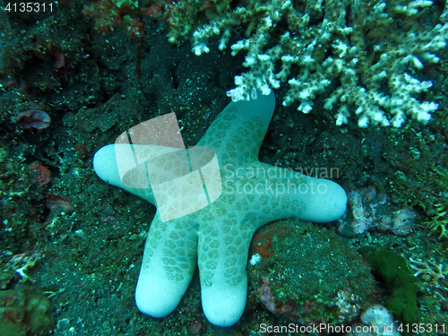 Image of Thriving  coral reef alive with marine life and shoals of fish, 