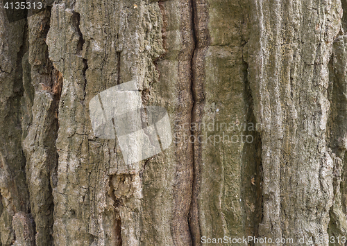 Image of The bark of pine tree, background.