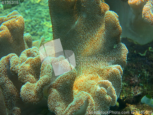 Image of Thriving  coral reef alive with marine life and shoals of fish, 