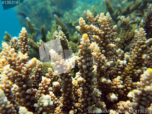 Image of Thriving  coral reef alive with marine life and shoals of fish, 