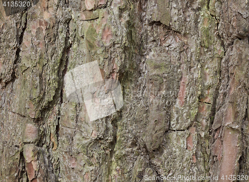 Image of The bark of pine tree, background.