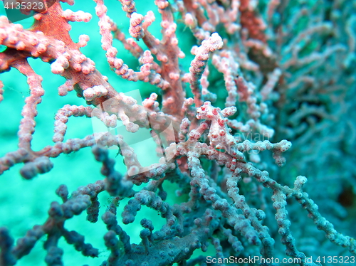 Image of Bargibanti Pygmy Seahorse the smallest in the world in Bali