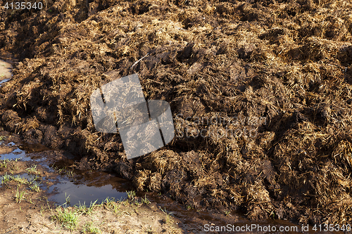 Image of are landed in a pile of manure