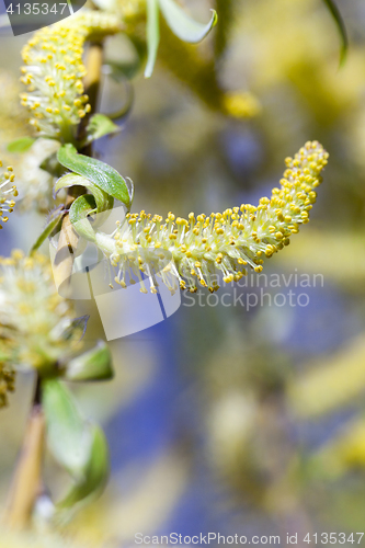 Image of Photo Willow blossom