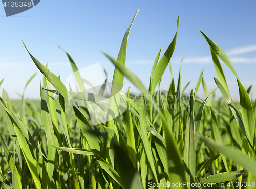 Image of Field with cereal