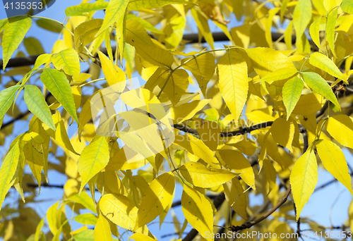 Image of autumn in the park