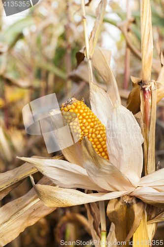 Image of Ripe yellow corn