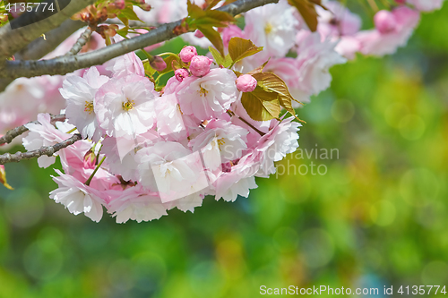 Image of Blossom of Sour Cherry