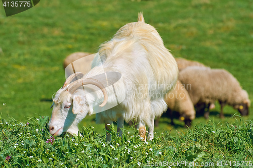 Image of White She-Goat on the Pasture