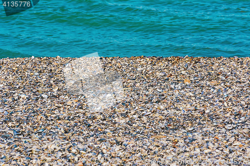 Image of Shells of Mussels on the Shore