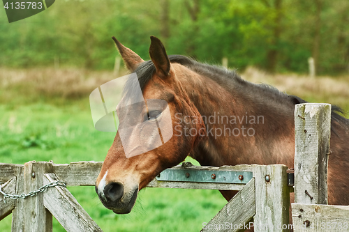 Image of Portrait of the Horse