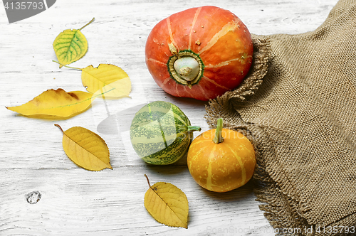 Image of Autumn harvest pumpkins
