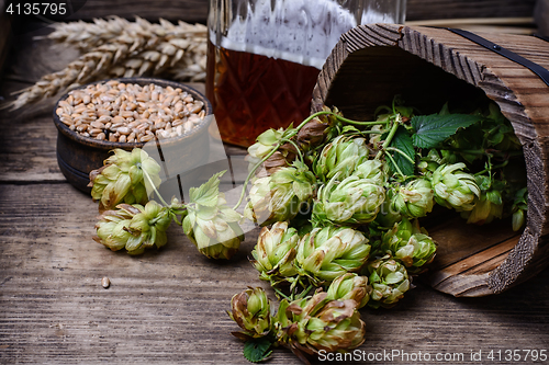 Image of Autumn hop harvest