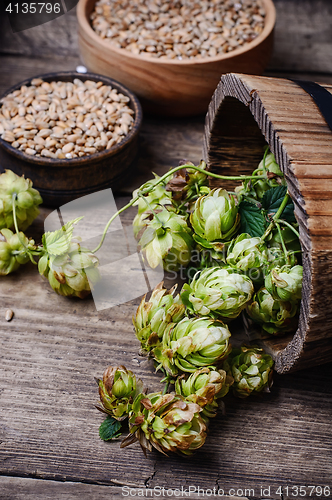 Image of Autumn hop harvest