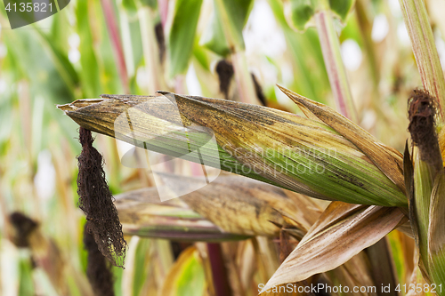 Image of mature corn crop
