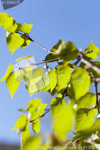 Image of young birch leaves