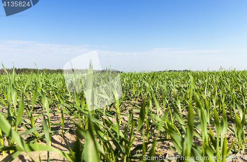 Image of Field with cereal