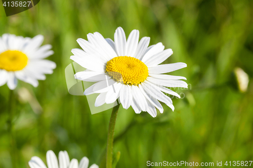 Image of camomile flower close-up