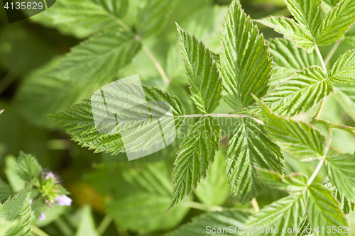 Image of green raspberry leaves