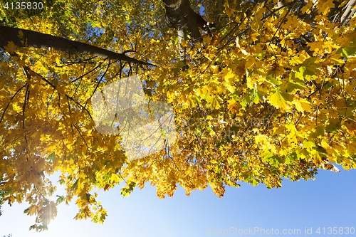 Image of autumn yellow park