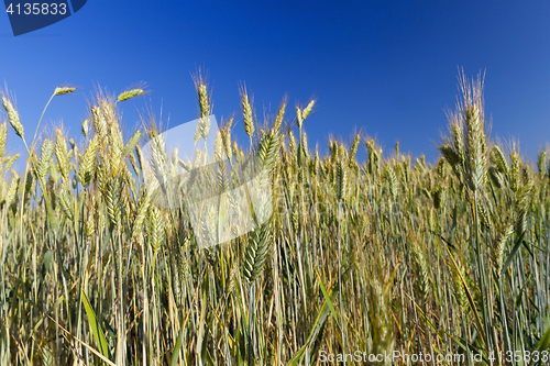 Image of Field with cereal