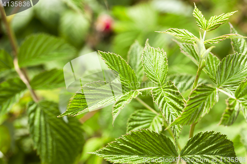 Image of green raspberry leaves