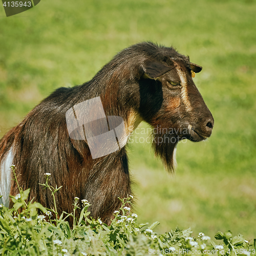 Image of Portrait of Billy Goat