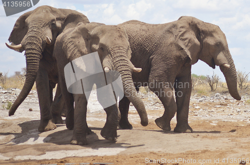 Image of elephants in Africa