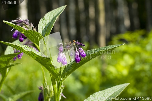 Image of purple flower