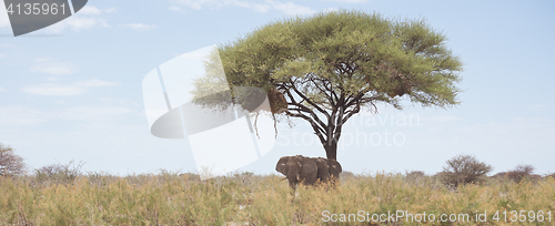 Image of elephants under acacia